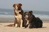 BORDER COLLIE 1438